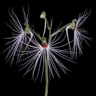 10+ Habenaria medusa Seeds - Exotic Indonesian Perennial Orchid - Global Combined Shipping