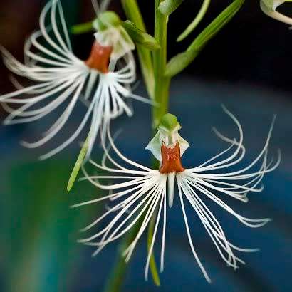 10+ Habenaria medusa Seeds - Exotic Indonesian Perennial Orchid - Global Combined Shipping