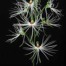 10+ Habenaria medusa Seeds - Exotic Indonesian Perennial Orchid - Global Combined Shipping