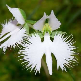 Habenaria radiata Seeds - Pecteilis radiata - White Egret Flower - Exotic Perennial Orchid