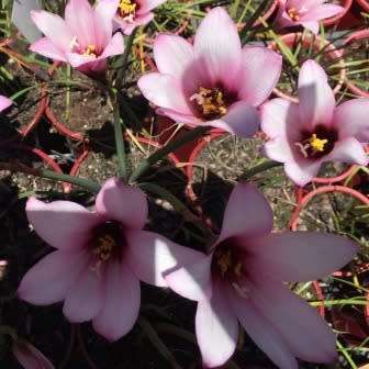 10 Habranthus brachyandrus Jumbo Seeds - Jumbo Rain Lily + Lots of FREE Seeds with All Orders!