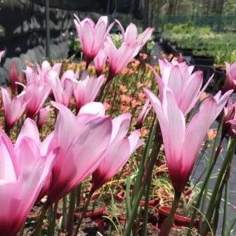 10 Habranthus brachyandrus Jumbo Seeds - Jumbo Rain Lily + Lots of FREE Seeds with All Orders!