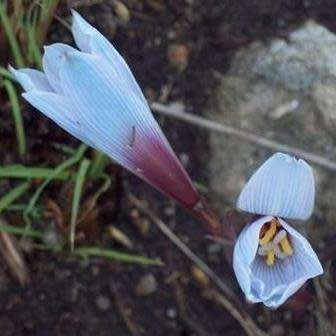 10 Habranthus caeruleus Seeds - Blue Rain Lily - Rare Perennial Bulbous Plant - Global Shipping