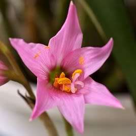 10 Habranthus gracilifolius Seeds - Rain Lily - Perennial Bulbous Plant - Global Shipping