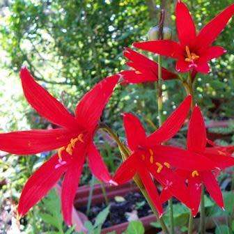 10 Habranthus ruber Seeds - Rain Lily - Perennial Bulbous Plant - Global Shipping