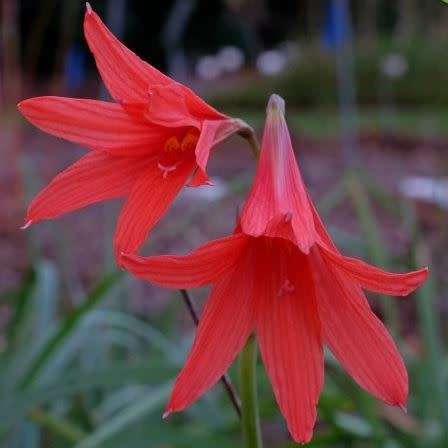 10 Habranthus ruber Seeds - Rain Lily - Perennial Bulbous Plant - Global Shipping