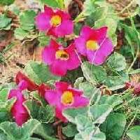 Harpagophytum procumbens - Devil's Claw - 5 Seed Pack- Indigenous Perennial Medicinal