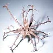 Harpagophytum procumbens - Devil's Claw - 5 Seed Pack- Indigenous Perennial Medicinal