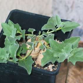 Harpagophytum procumbens - Devil's Claw - 5 Seed Pack- Indigenous Perennial Medicinal