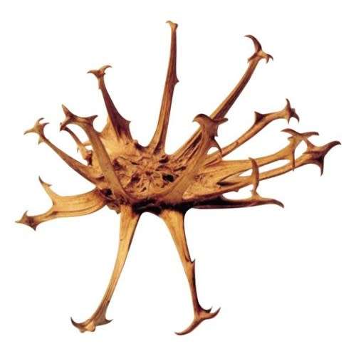 Harpagophytum procumbens - Devil's Claw - 5 Seed Pack- Indigenous Perennial Medicinal