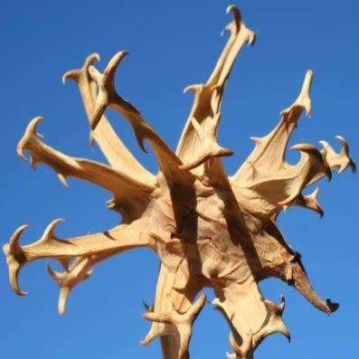 Harpagophytum procumbens - Devil's Claw - 5 Seed Pack- Indigenous Perennial Medicinal