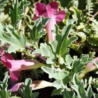 Harpagophytum procumbens - Devil's Claw - 5 Seed Pack- Indigenous Perennial Medicinal