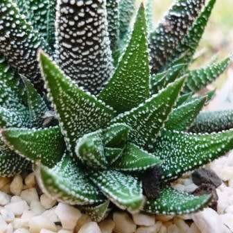 Haworthia attenuata var. radula Seeds - Indigenous Endemic Succulent - Flat Ship Rate - NEW