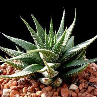 Haworthia attenuata var. radula Seeds - Indigenous Endemic Succulent - Flat Ship Rate - NEW