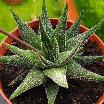 Haworthia attenuata var. radula Seeds - Indigenous Endemic Succulent - Flat Ship Rate - NEW