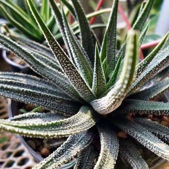 Haworthia attenuata var. radula Seeds - Indigenous Endemic Succulent - Flat Ship Rate - NEW