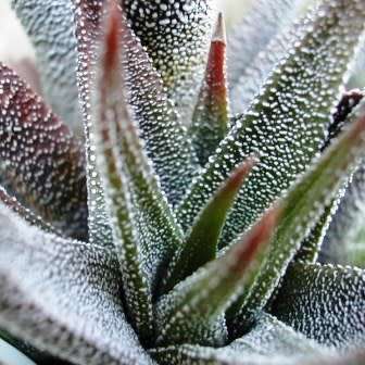 Haworthia attenuata var. radula Seeds - Indigenous Endemic Succulent - Flat Ship Rate - NEW