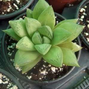 Haworthia cymbiformis - 10 Seed Pack - Indigenous Endemic Succulent - Combined Global Shipping - NEW
