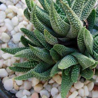 Haworthia minima Seeds - Indigenous Endemic Succulent - Combined Global Shipping - NEW