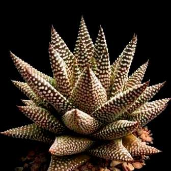 Haworthia minima Seeds - Indigenous Endemic Succulent - Combined Global Shipping - NEW