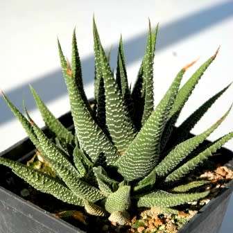 Haworthia minima Seeds - Indigenous Endemic Succulent - Combined Global Shipping - NEW