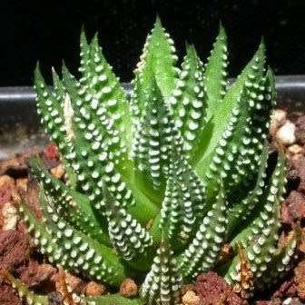 5 Haworthia reinwardtii Seeds + FREE SEEDS - Indigenous South African Succulent - Global Shipping