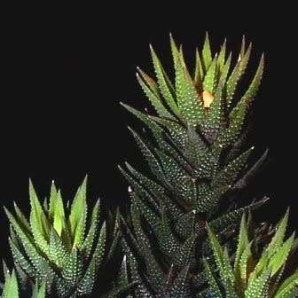 5 Haworthia reinwardtii Seeds + FREE SEEDS - Indigenous South African Succulent - Global Shipping