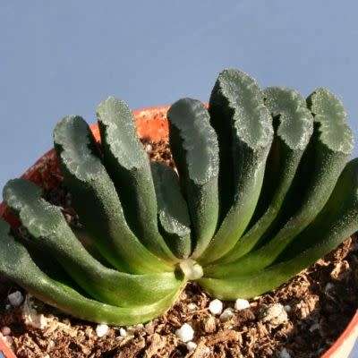 Haworthia truncata - 10 Seed Pack - Indigenous Endemic Succulent - Flat Ship Rate - NEW