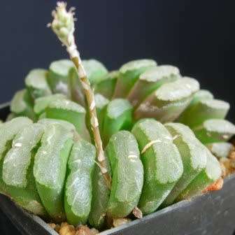 Haworthia truncata - 10 Seed Pack - Indigenous Endemic Succulent - Flat Ship Rate - NEW