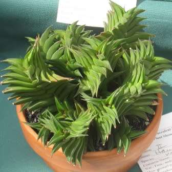 Haworthia viscosa - 10 Seed Pack - Indigenous Endemic Succulent - Flat Ship Rate - NEW