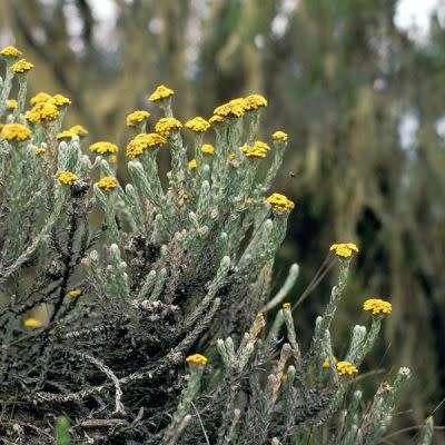 10 Imphepho - Helichrysum odoratissimum Seeds - Indigenous Medicinal Ethnobotanical