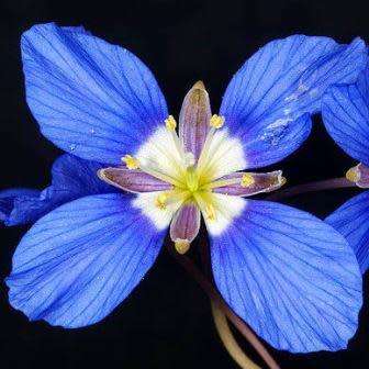10+ Heliophila linoides Seeds - Indigenous South African Endemic Annual Shrublet - Global Shipping