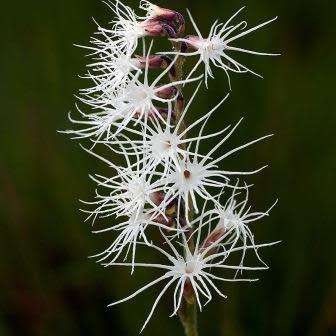 Holothrix longiflora Seeds - Sweetly Scented Zambian Spider Orchid Seeds - Global Shipping