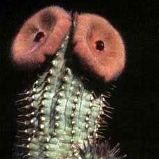 Hoodia dregei - 4 Seed Pack - Indigenous Endemic Medicinal Succulent Stapeliad - NEW