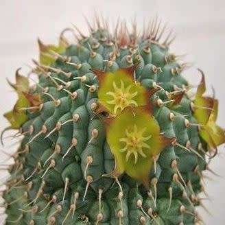 Hoodia flava Seeds - Indigenous Medicinal Succulent South African Stapeliad