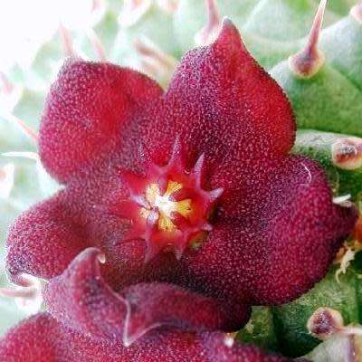 Hoodia pilifera - 5 Seed Pack - Indigenous Endemic Medicinal Succulent Stapeliad - NEW