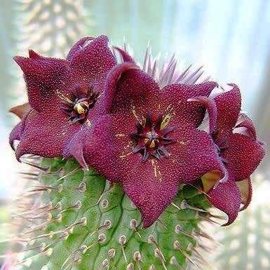 Hoodia ruschii - 5 Seed Pack - Namibian Medicinal Succulent Stapeliad Exotic - NEW