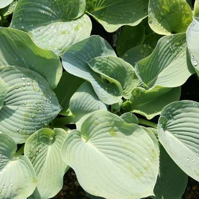 Hosta sieboldiana - 3 Seed Pack - Shade Indoor Shrub - Flat Ship Rate - New