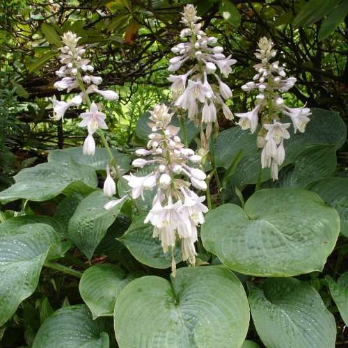 Hosta sieboldiana - 3 Seed Pack - Shade Indoor Shrub - Flat Ship Rate - New