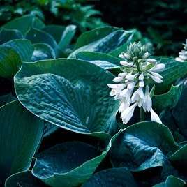Hosta sieboldiana - 3 Seed Pack - Shade Indoor Shrub - Flat Ship Rate - New