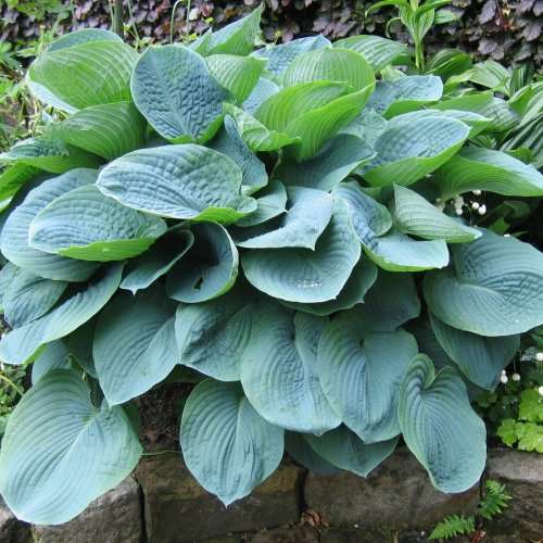 Hosta sieboldiana - 3 Seed Pack - Shade Indoor Shrub - Flat Ship Rate - New
