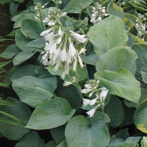Hosta sieboldiana - 3 Seed Pack - Shade Indoor Shrub - Flat Ship Rate - New