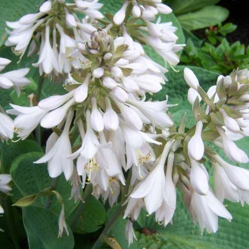 Hosta sieboldiana - 3 Seed Pack - Shade Indoor Shrub - Flat Ship Rate - New