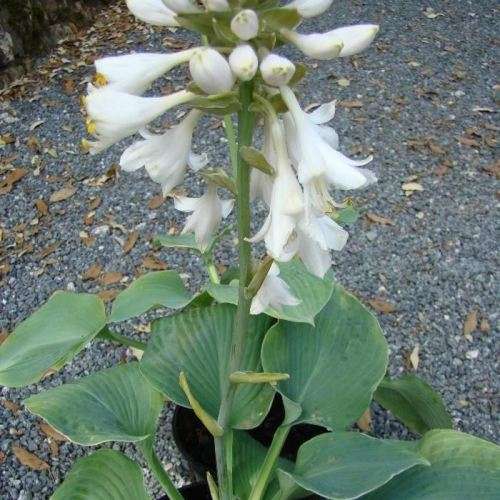 Hosta sieboldiana - 3 Seed Pack - Shade Indoor Shrub - Flat Ship Rate - New