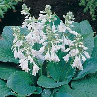 Hosta sieboldiana - 3 Seed Pack - Shade Indoor Shrub - Flat Ship Rate - New