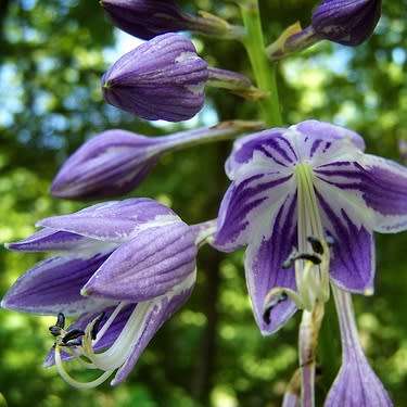 Hosta ventricosa Seeds - Shade Indoor Shrub - Flat Ship Rate - New