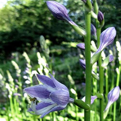 Hosta ventricosa Seeds - Shade Indoor Shrub - Flat Ship Rate - New