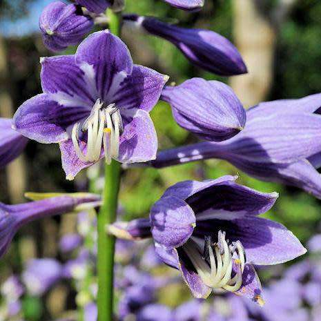 Hosta ventricosa Seeds - Shade Indoor Shrub - Flat Ship Rate - New