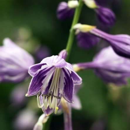 Hosta ventricosa Seeds - Shade Indoor Shrub - Flat Ship Rate - New