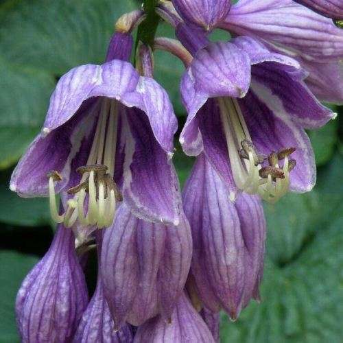 Hosta ventricosa Seeds - Shade Indoor Shrub - Flat Ship Rate - New